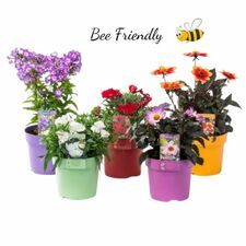 Bee Friendly Perrenials