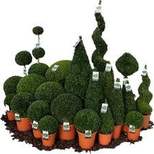 Buxus