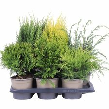 Conifers C2